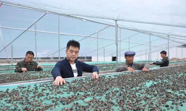 甘肅禮縣杜小軍退伍不退軍人本色，做“鄉(xiāng)村振興”戰(zhàn)略的踐行者